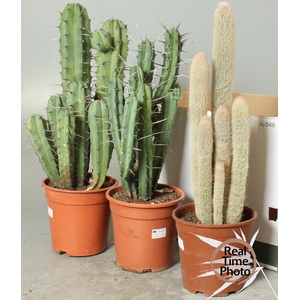 CACTUS GEM