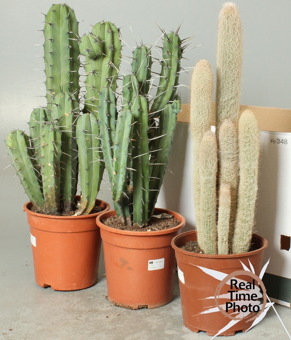 <h4>CACTUS GEM</h4>