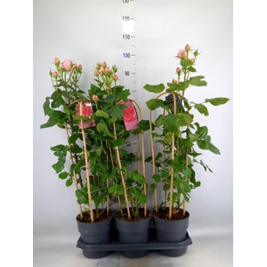 Rosa FL 'Select'   ...mix