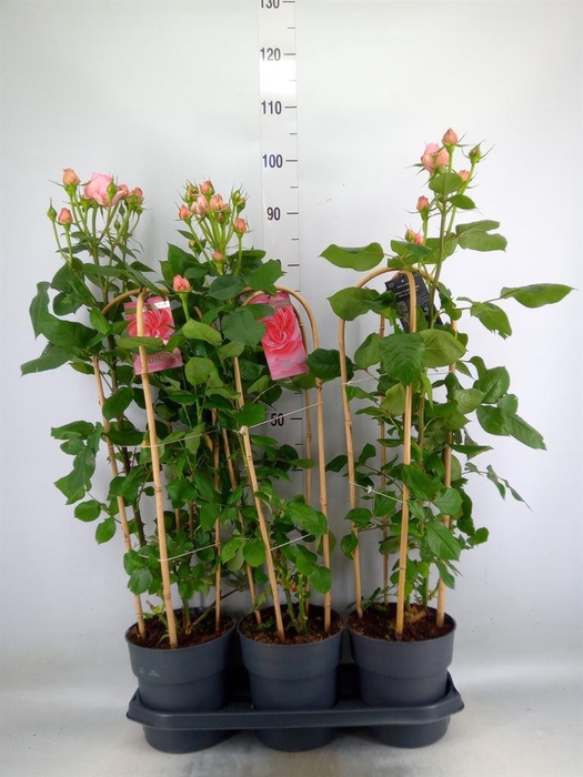 <h4>Rosa FL 'Select'   ...mix</h4>