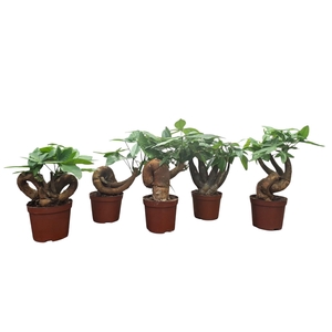 Pachira 10,5 cm bonsai 3 soorten mix