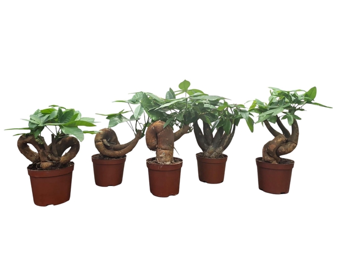 <h4>Pachira 10,5 cm bonsai 3 soorten mix</h4>