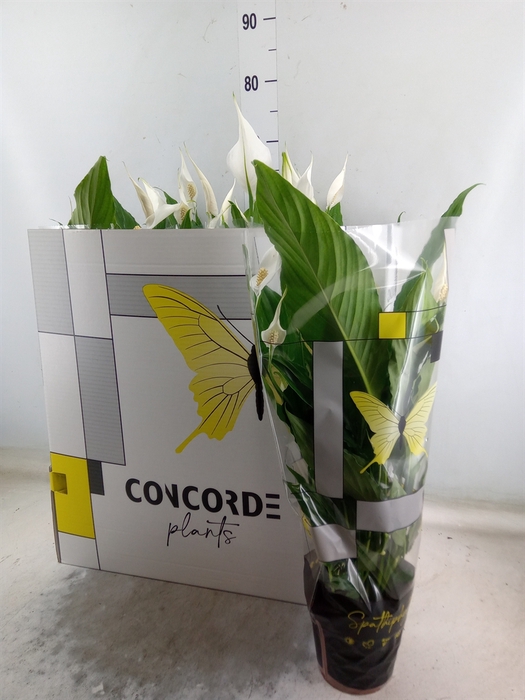 <h4>Spathiphyllum  'Sweet Chico'</h4>