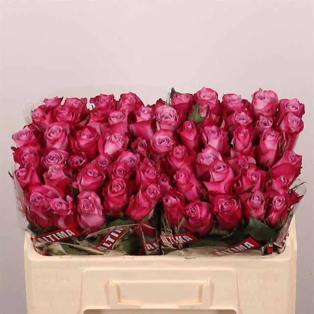 <h4>R GR DEEP PURPLE</h4>