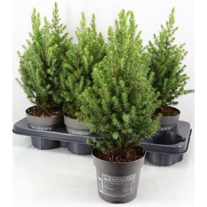 PICEA GL PERFECTA