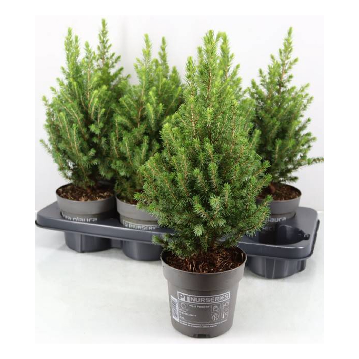 <h4>PICEA GL PERFECTA</h4>