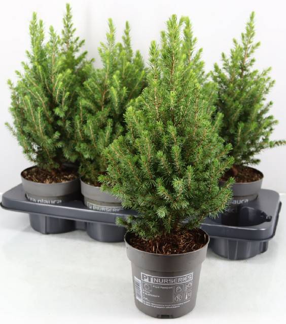 PICEA GL PERFECTA