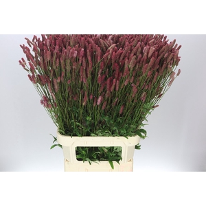 Sanguisorba Off Blackthorn