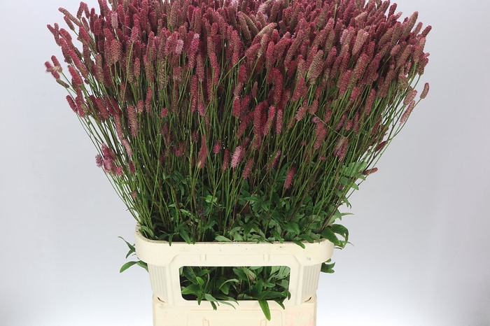 <h4>Sanguisorba Off Blackthorn</h4>