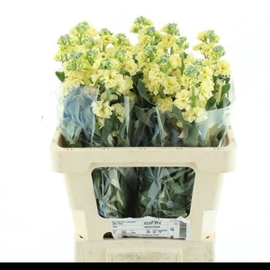 MATTH IRON D YELLOW