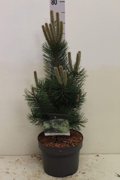 <h4>Pinus nigra 'Oregon Green' P23 potgekweekt</h4>