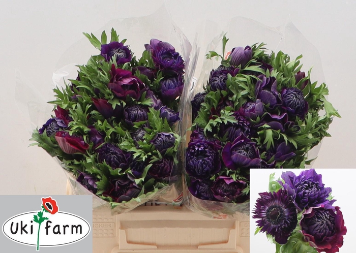 <h4>ANEM CO LEVAN BORDO</h4>