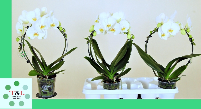 <h4>PHAL EL CASCADE</h4>