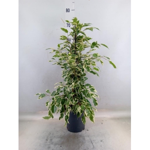 Ficus benja. 'Twilight'