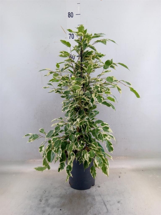 <h4>Ficus benja. 'Twilight'</h4>
