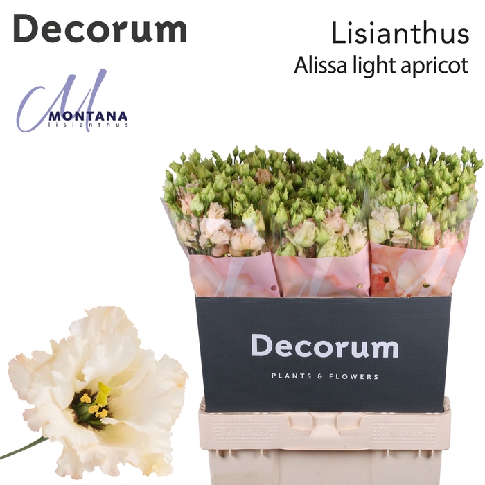 <h4>Lisianthus Alissa light apricot 70cm</h4>
