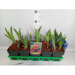 Iris germanica 'Caligula'