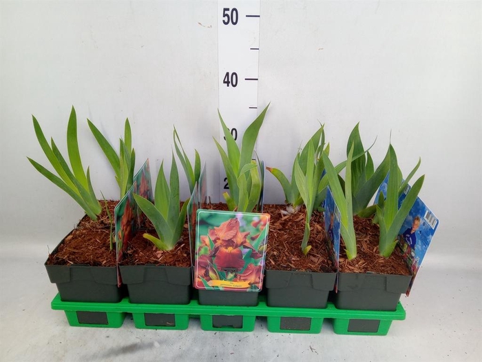 <h4>Iris germanica 'Caligula'</h4>