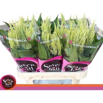 <h4>CEL P SUNDAY GREEN</h4>