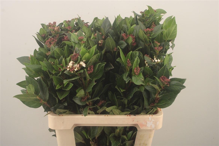 <h4>Vibururnum Flower Red</h4>