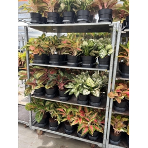 Aglaonema A2 Mix