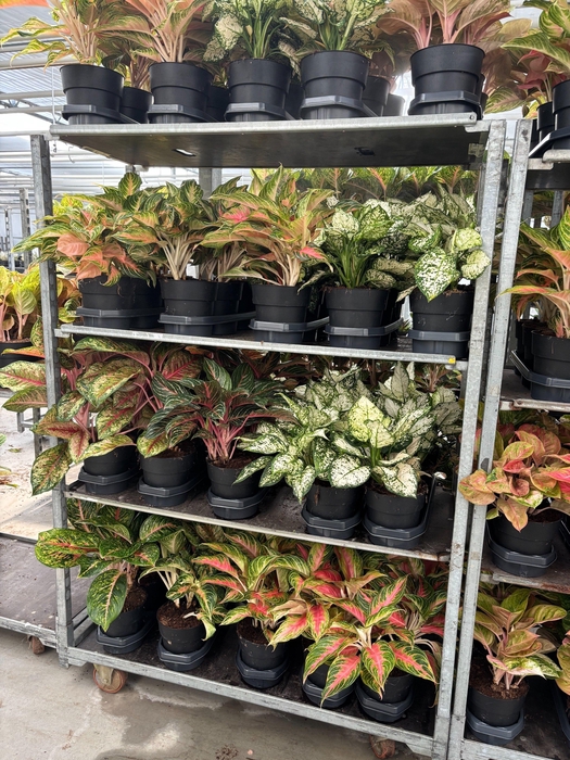 <h4>Aglaonema A2 Mix</h4>