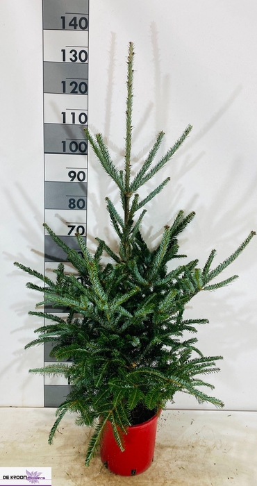 <h4>ABIE FRASERI</h4>