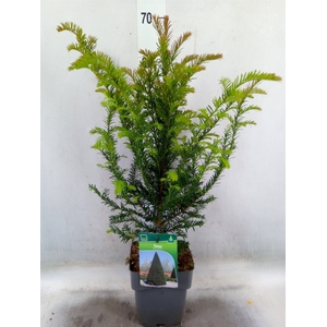 Taxus baccata