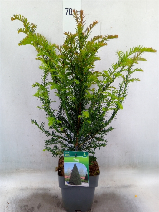 <h4>Taxus baccata</h4>