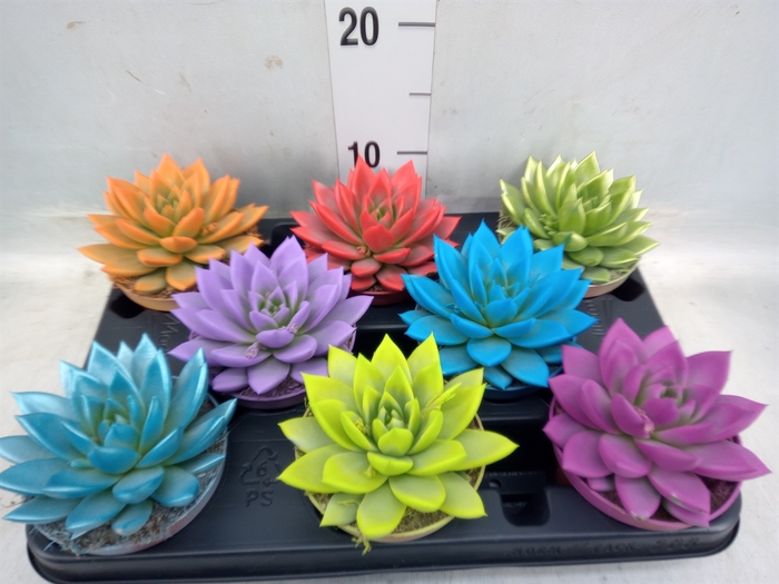 <h4>Echeveria  'Miranda'</h4>