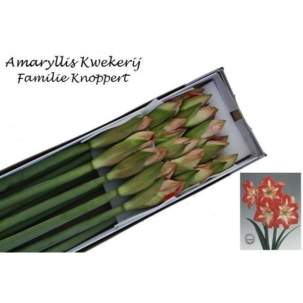 <h4>HIPP GA MINERVA 15</h4>