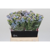 Oxypetalum Tweedia Blue