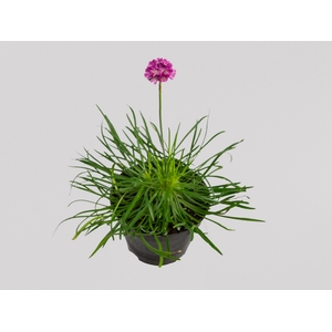 ARMERIA MARITIMA P11