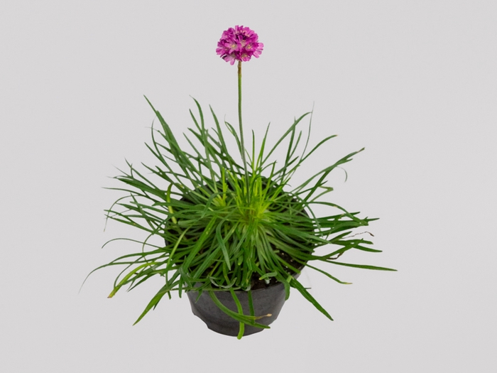 <h4>ARMERIA MARITIMA P11</h4>