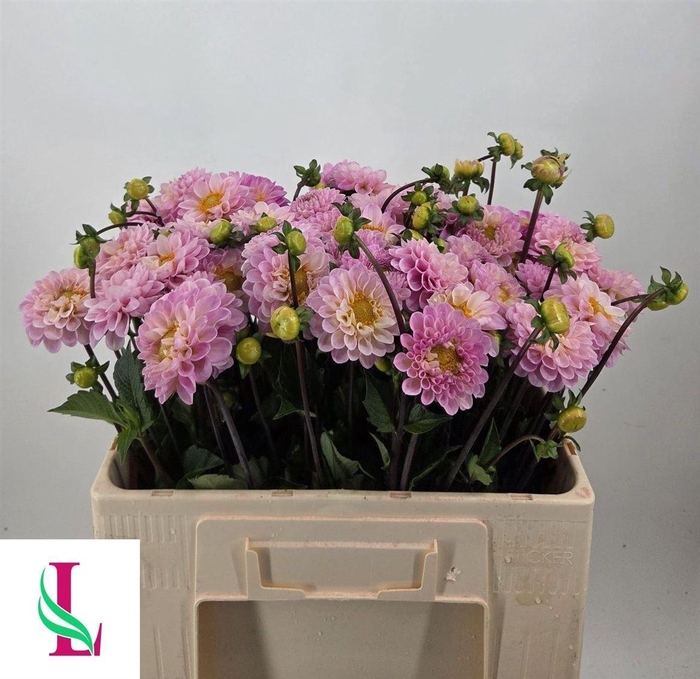 <h4>Dahlia Ball Wizz Of Oz</h4>