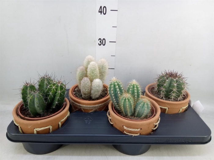 <h4>Cactus   ...</h4>