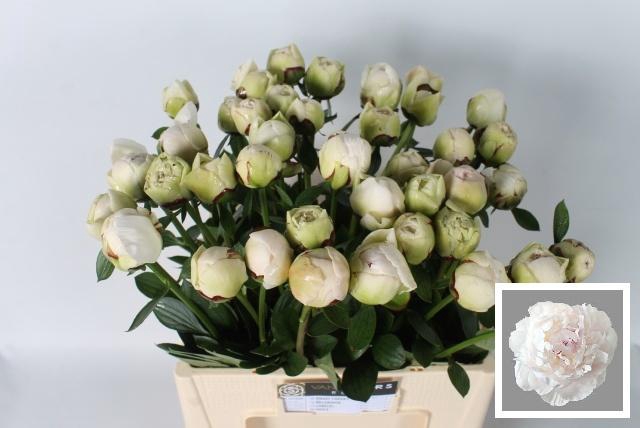 <h4>PAEO L ODILE</h4>