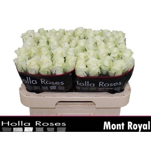 Rosa a grande fleur Mont Royal