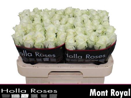 <h4>Rosa a grande fleur Mont Royal</h4>