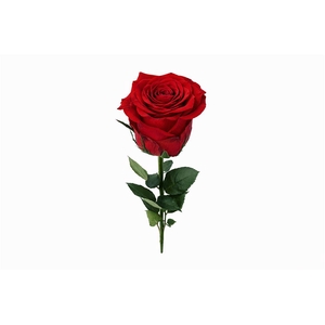 Ro Pres Stem 50cm Red Light