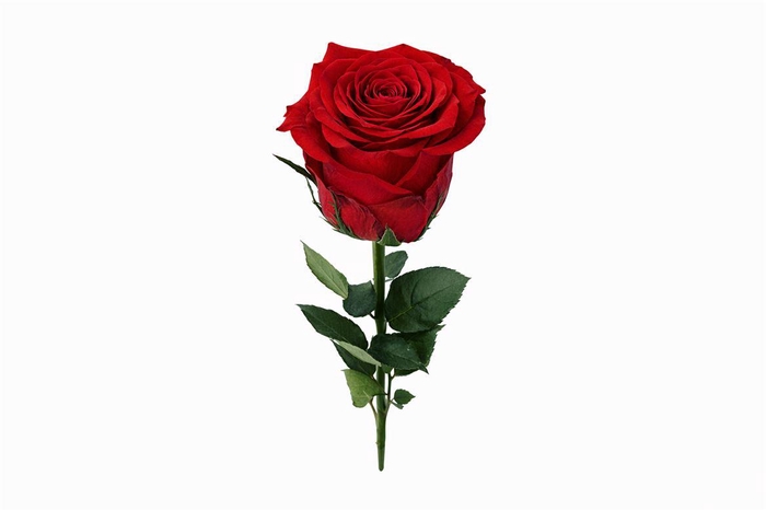<h4>Ro Pres Stem 50cm Red Light</h4>