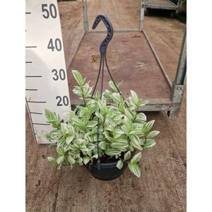 Tradescantia  'Brightness'