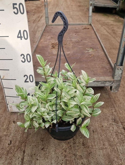 <h4>Tradescantia  'Brightness'</h4>