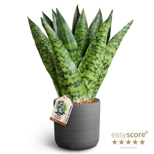 SANSEVIERIA TRIFASCIATA
