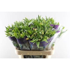 Alstr True Dream (pink/wit)