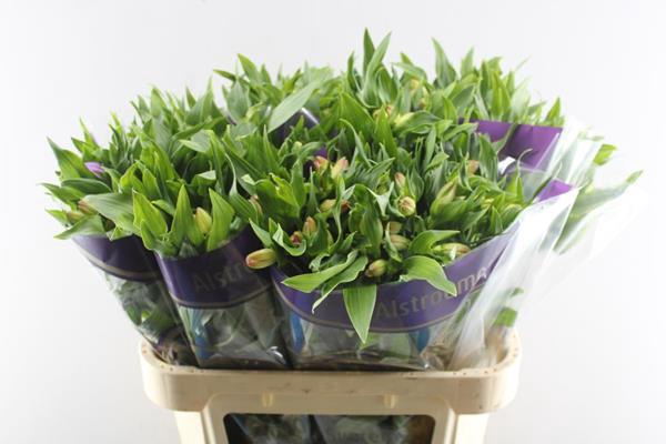 <h4>Alstr True Dream (pink/wit)</h4>