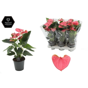 Anthurium 12 cm Sweet Dream in transparant sleeve
