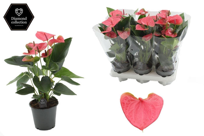 <h4>Anthurium 12 cm Sweet Dream in transparant sleeve</h4>