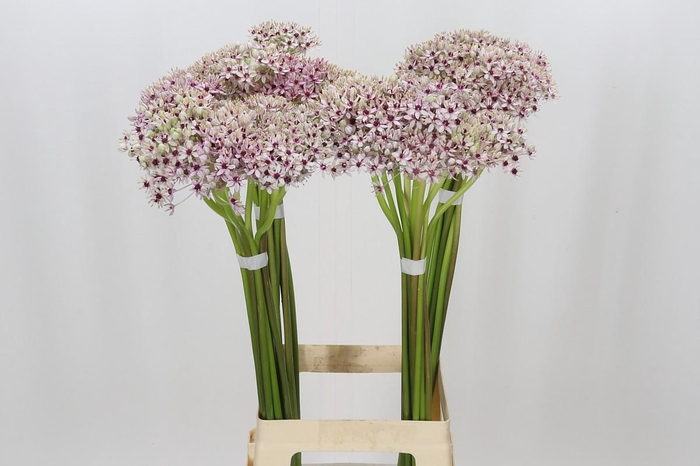 <h4>Allium Silverspring</h4>