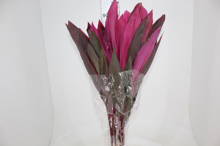 <h4>FOLHAGEM DRACENA PINK</h4>